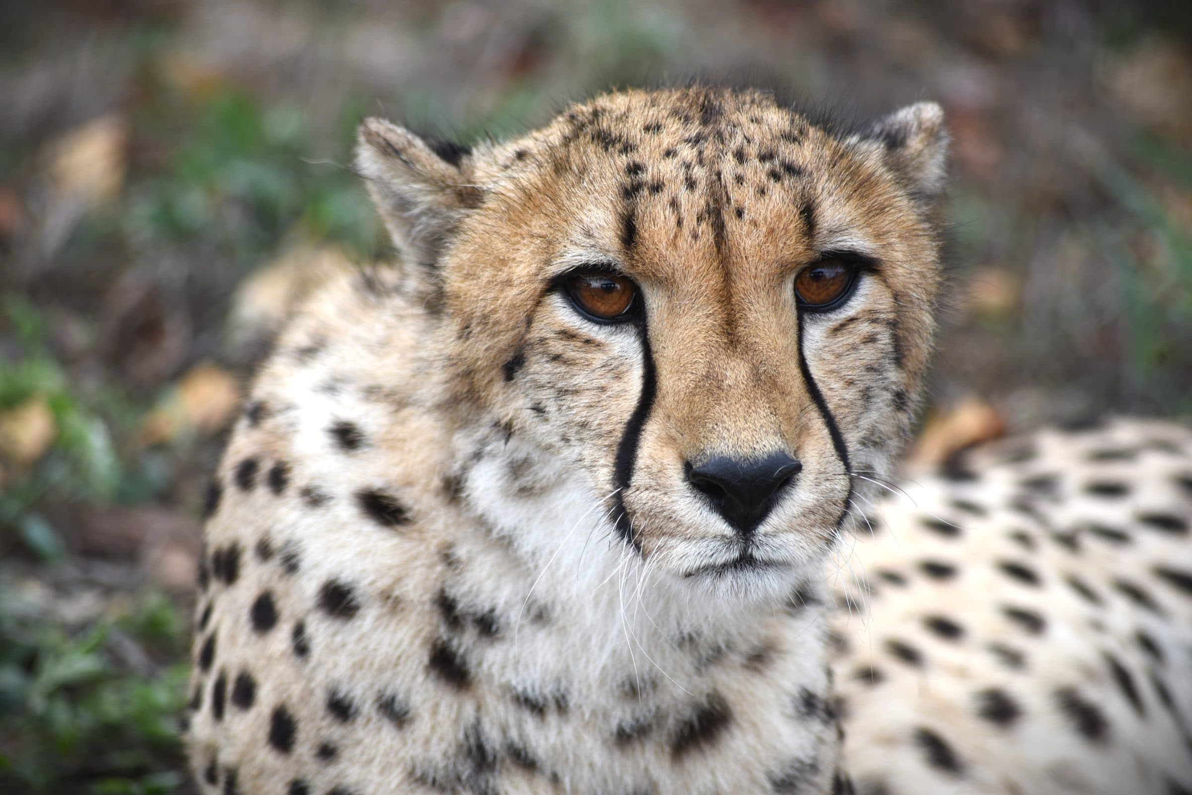 Close-up portrait of a cheetah's face looking directly at the camera, with dark tear-line markings