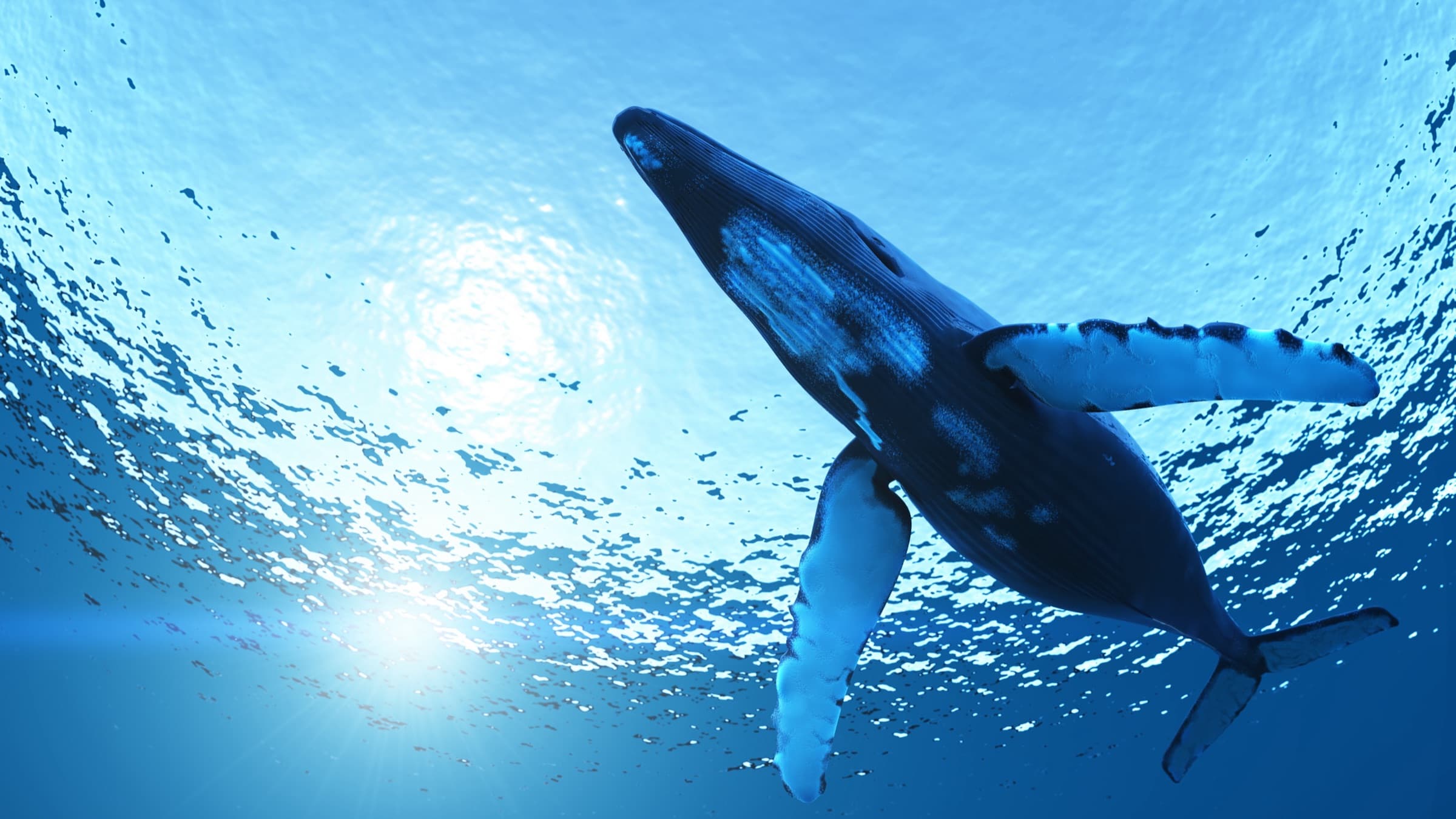 A humpback whale rising toward the sunlit surface