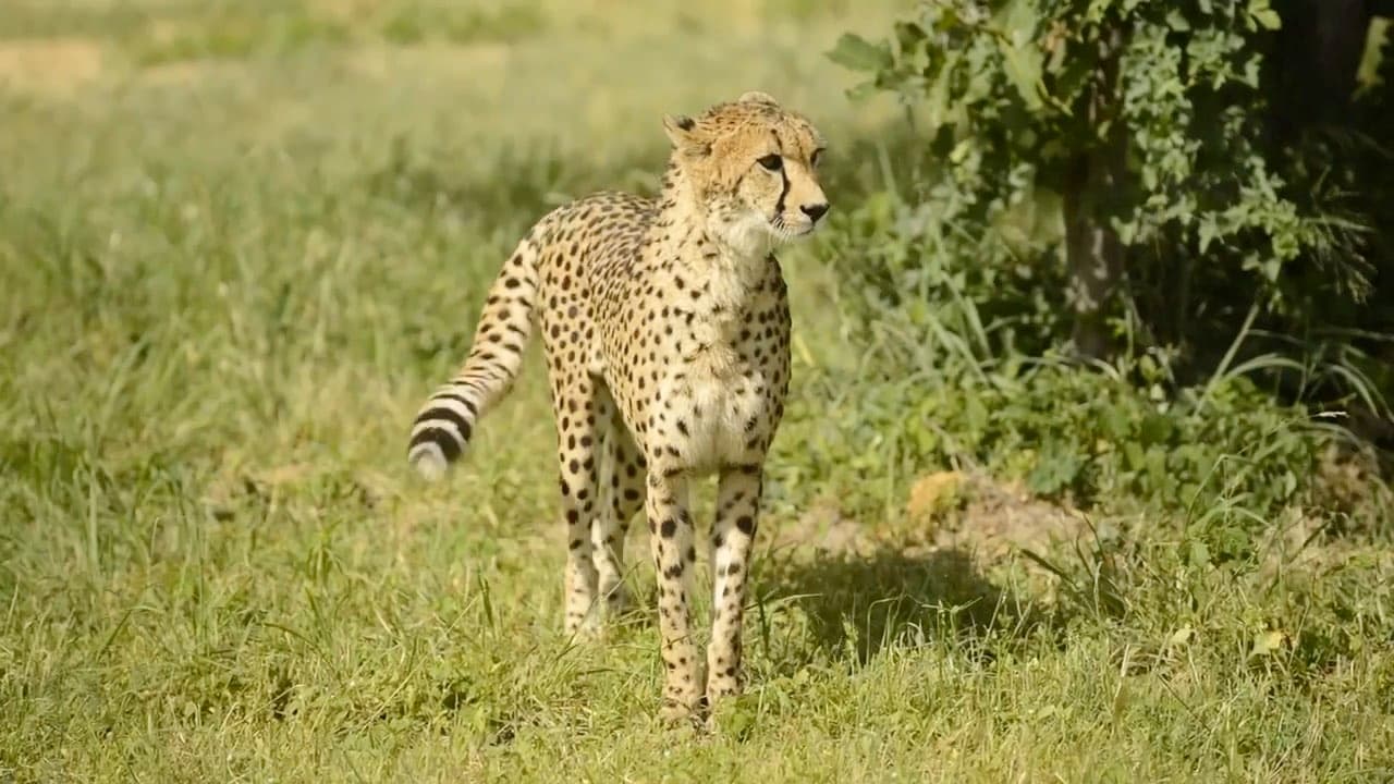 A frame from the founder's own field footage of African wildlife