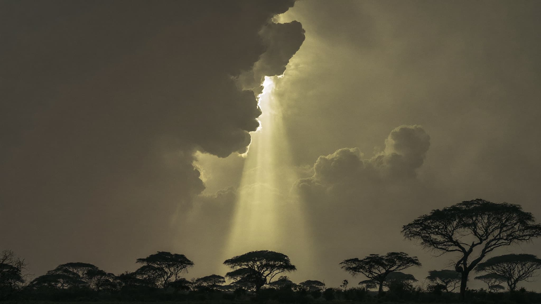 Storm light breaking over a savanna treeline at dusk