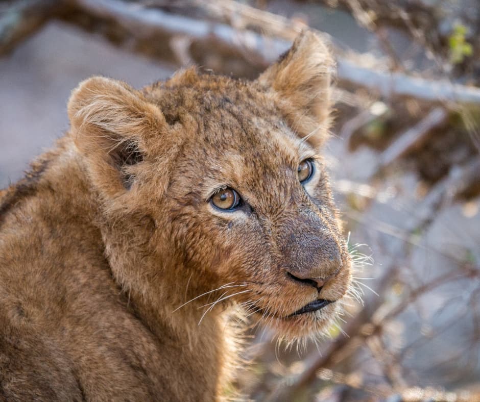A lion cub in warm low light, head turned, looking past the camera through dry bush