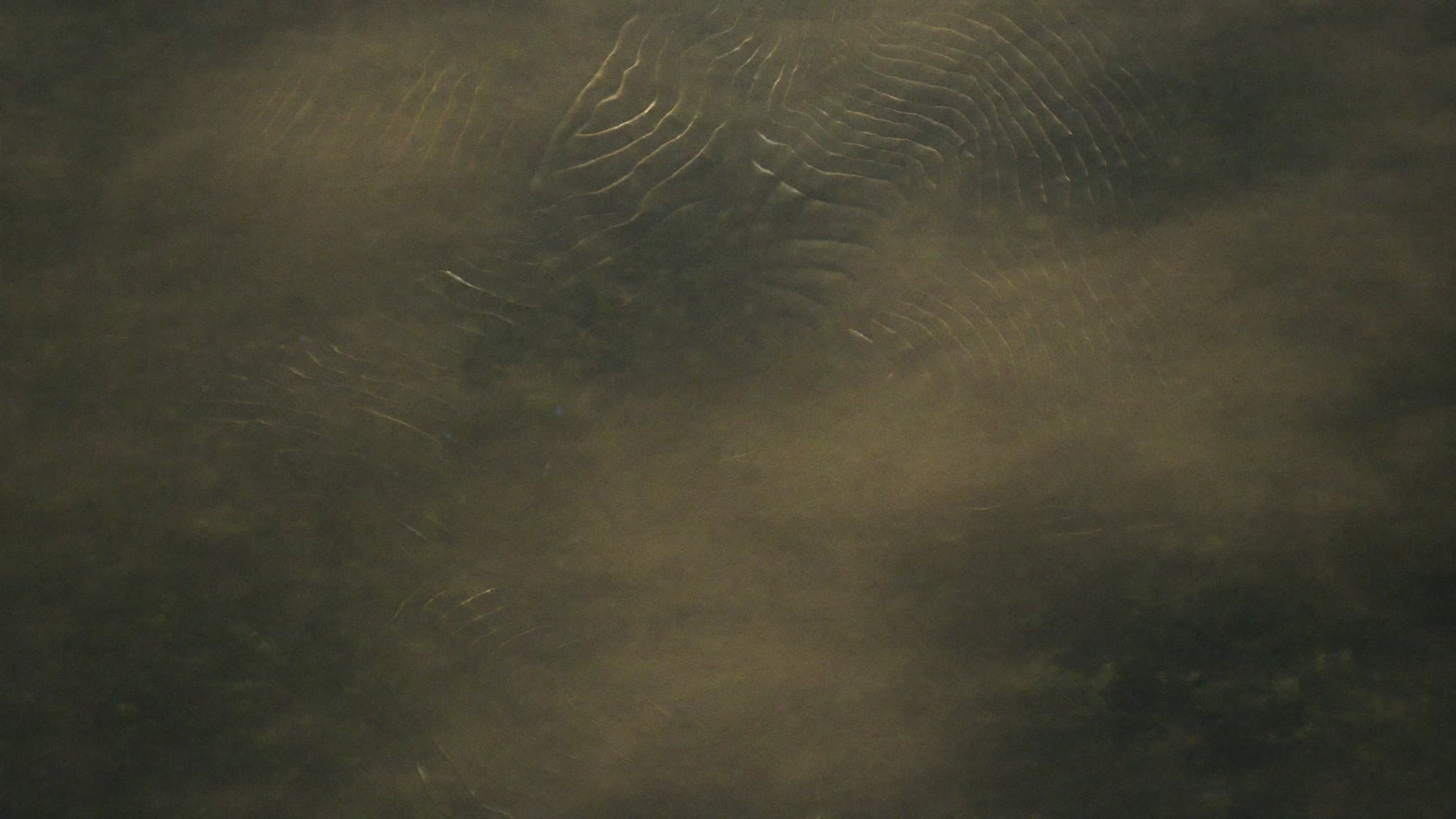 Topographic contour lines overlaid with drifting morning mist above a forest canopy, seen from above